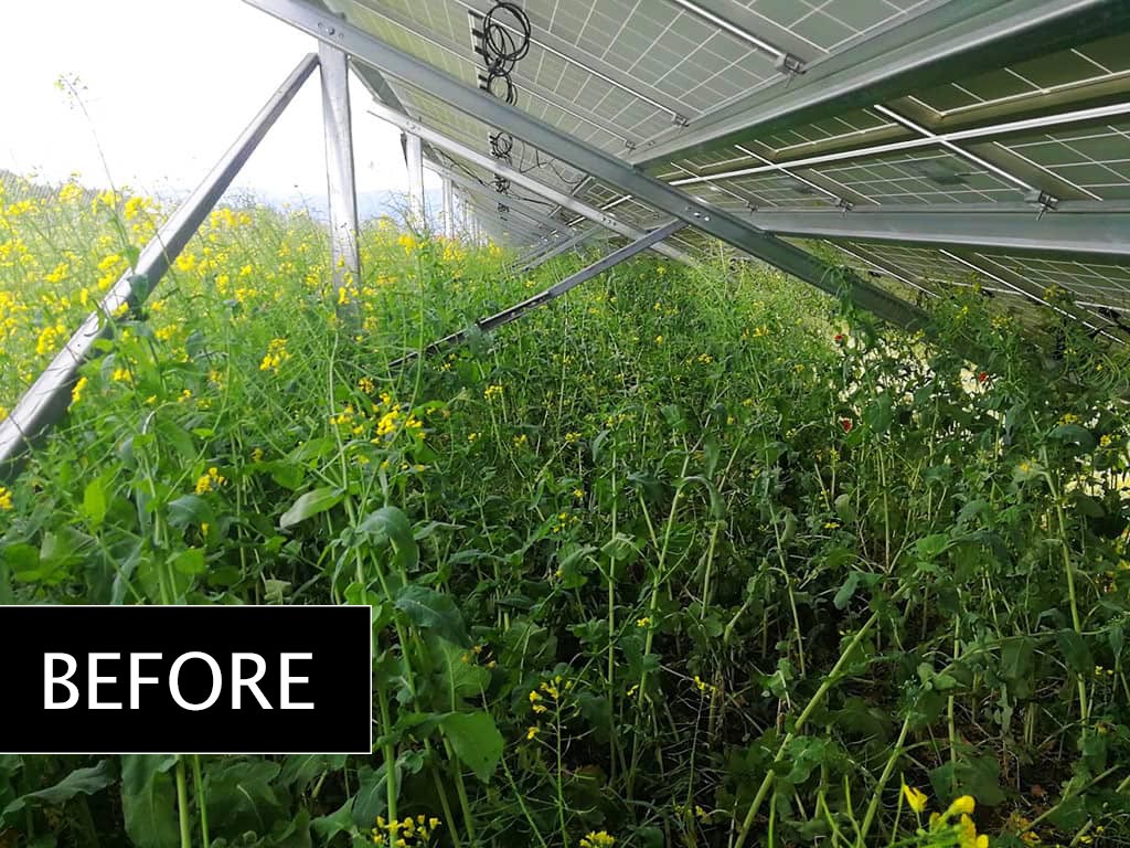 Lawn mowing in a 100KW park - Project No.5